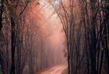 旺财28官方网站：哈尔滨亚冬会2月10日观赛日历，高亭宇力争卫冕人民日报客户端.